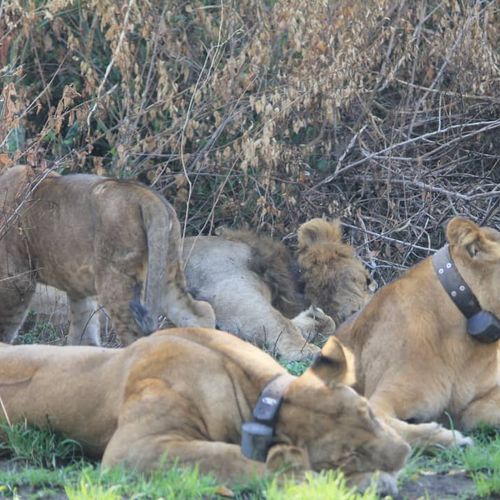 Queen Elizabeth national park safaris uganda