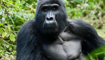 3 Days Mgahinga Uganda Gorilla Safaris