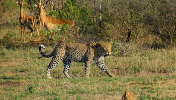 4 Days South Africa Kruger national park 
