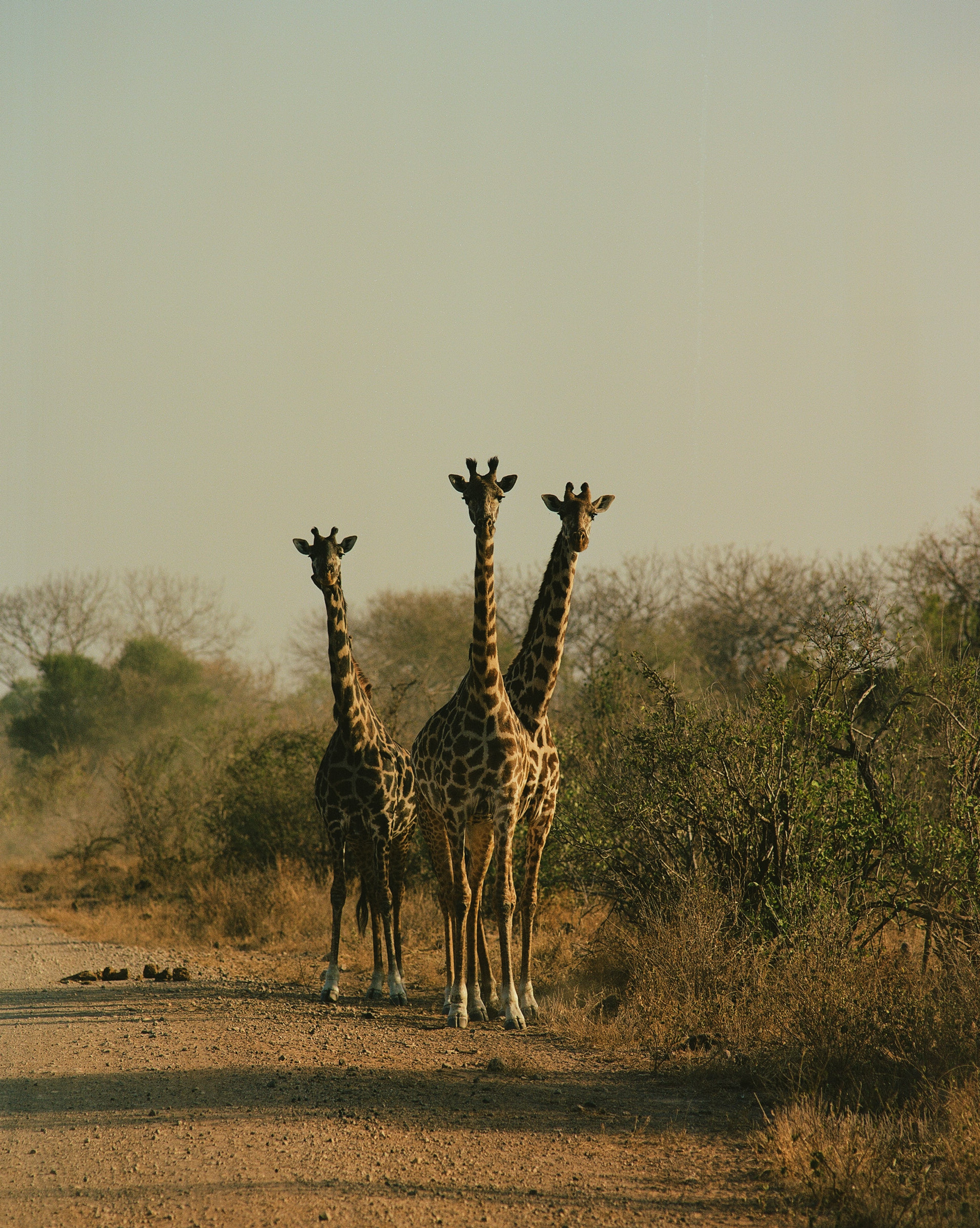 LAND AND LEGACY: LAURENCE ELLIS | Beyond Noise