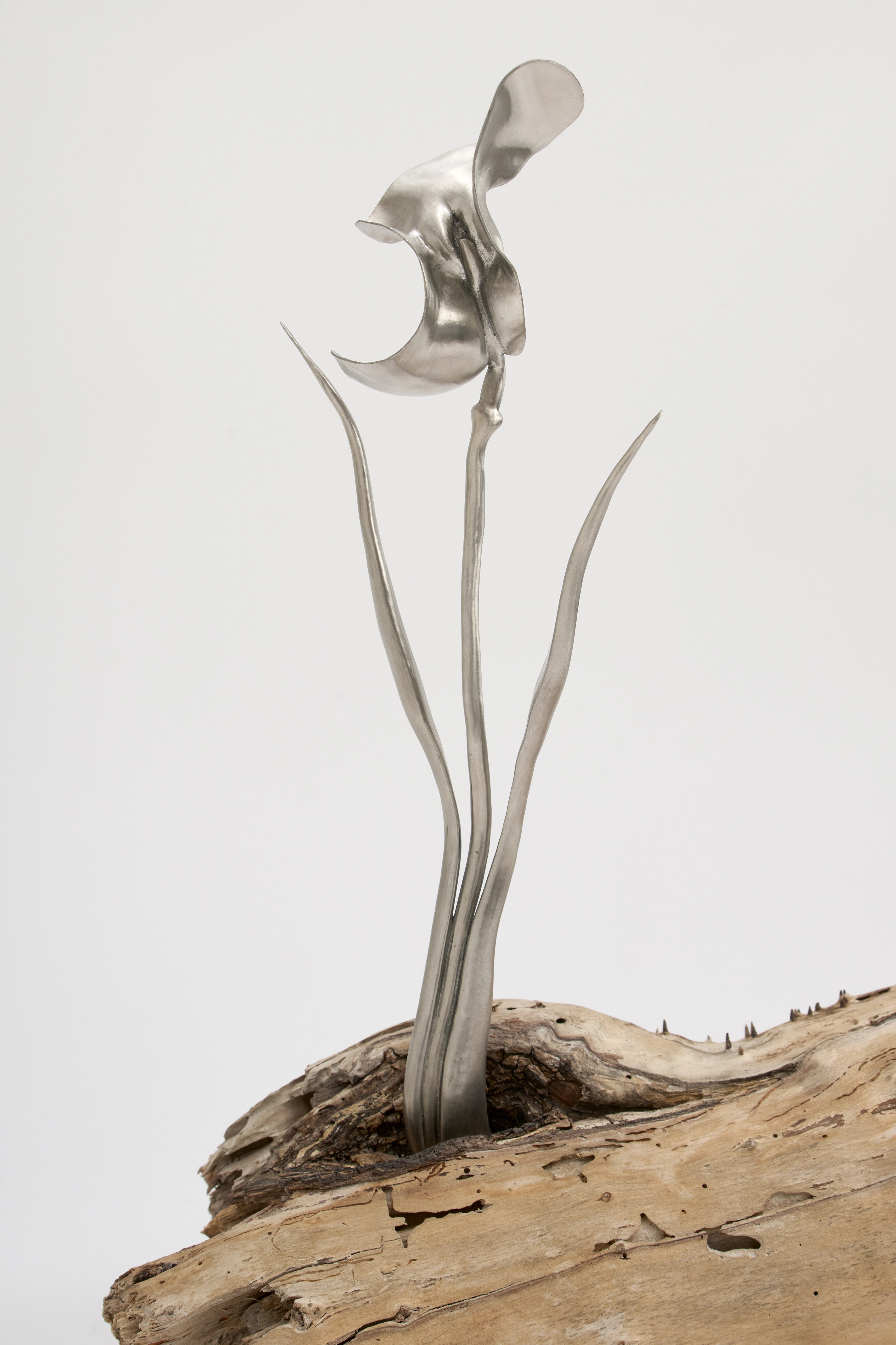 THE MEADOW: ISABELLE ALBUQUERQUE | Beyond Noise