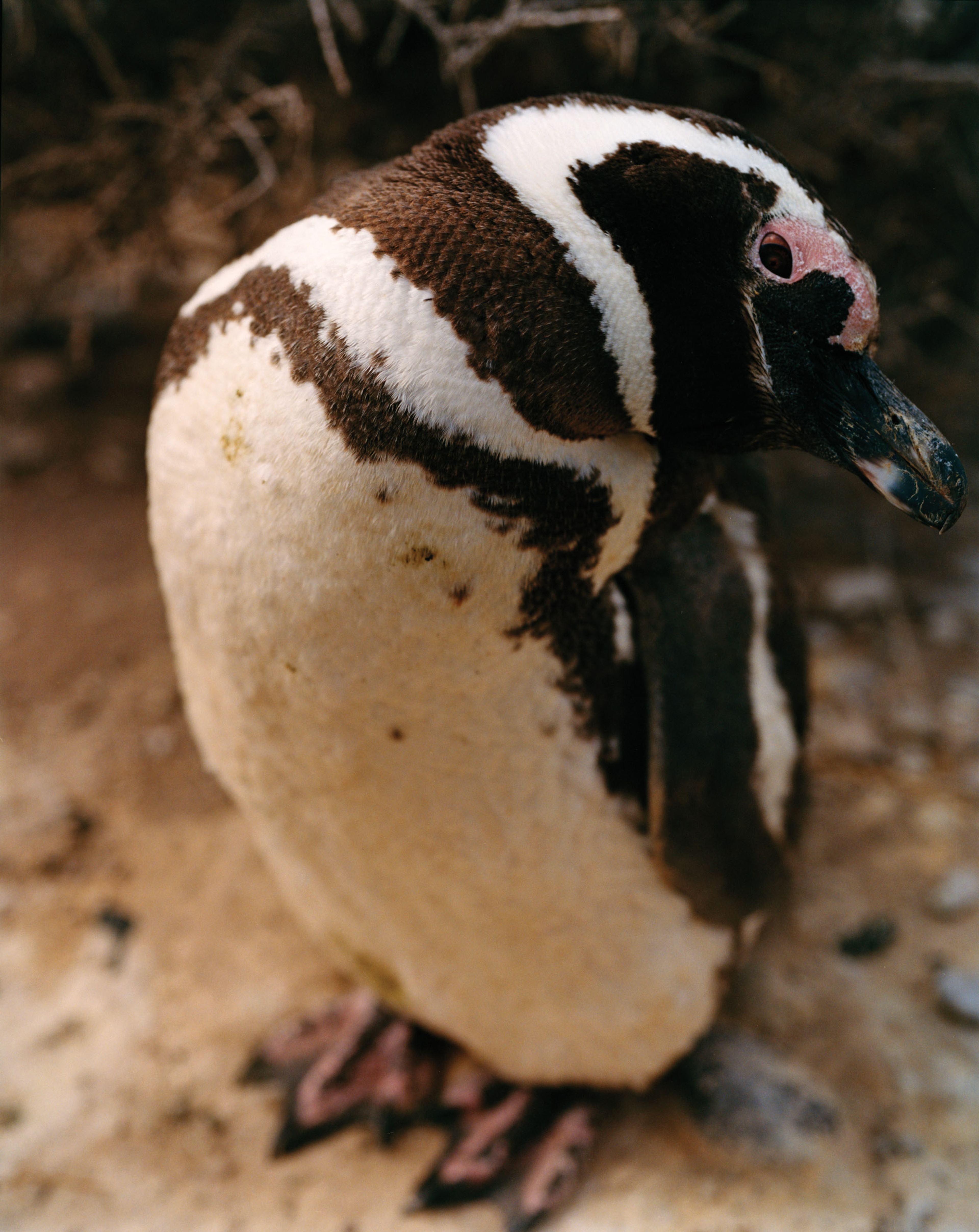 REWILDING PATAGONIA: LAURENCE ELLIS | Beyond Noise