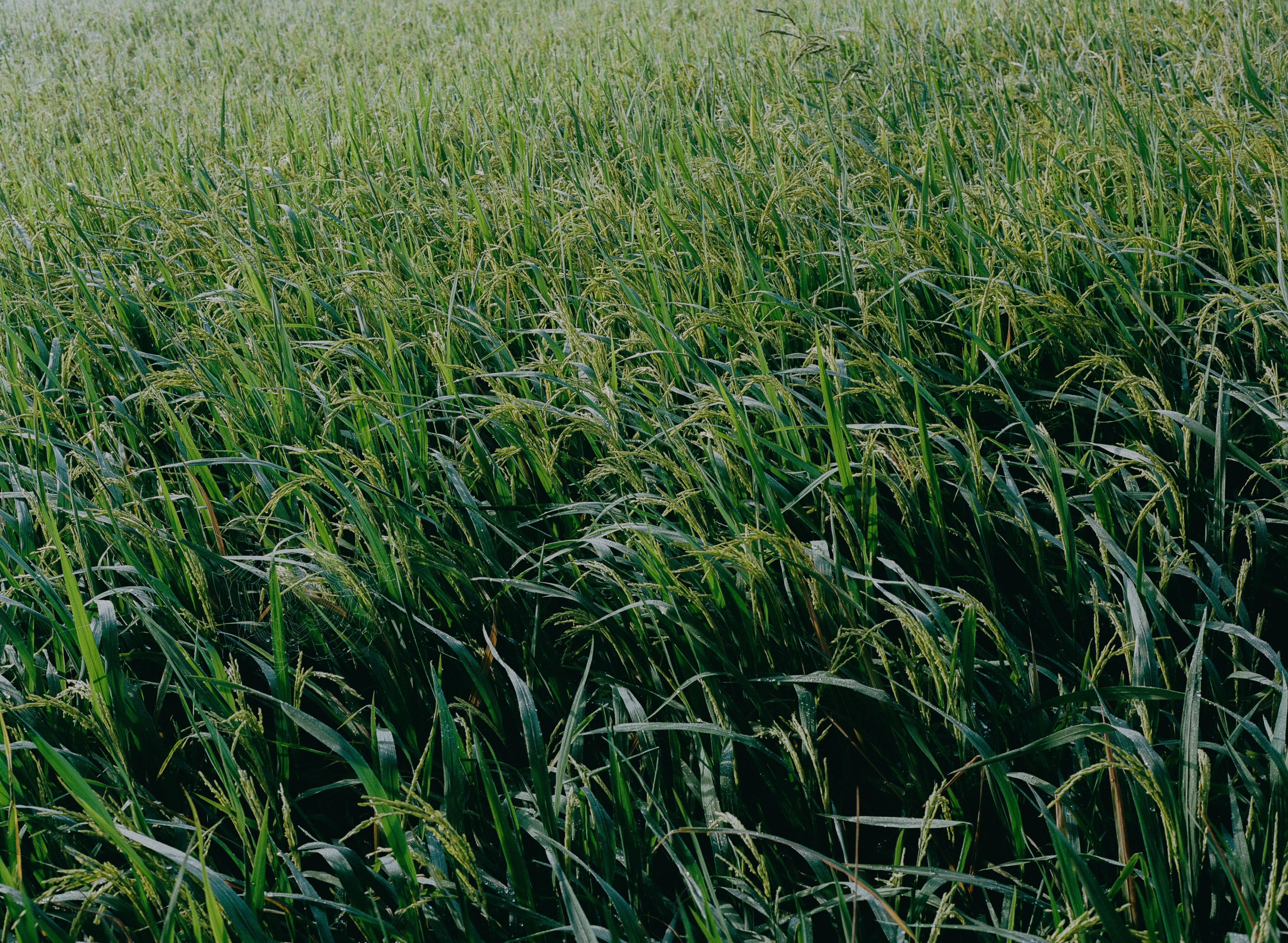 ALONG THE MEKONG | Beyond Noise
