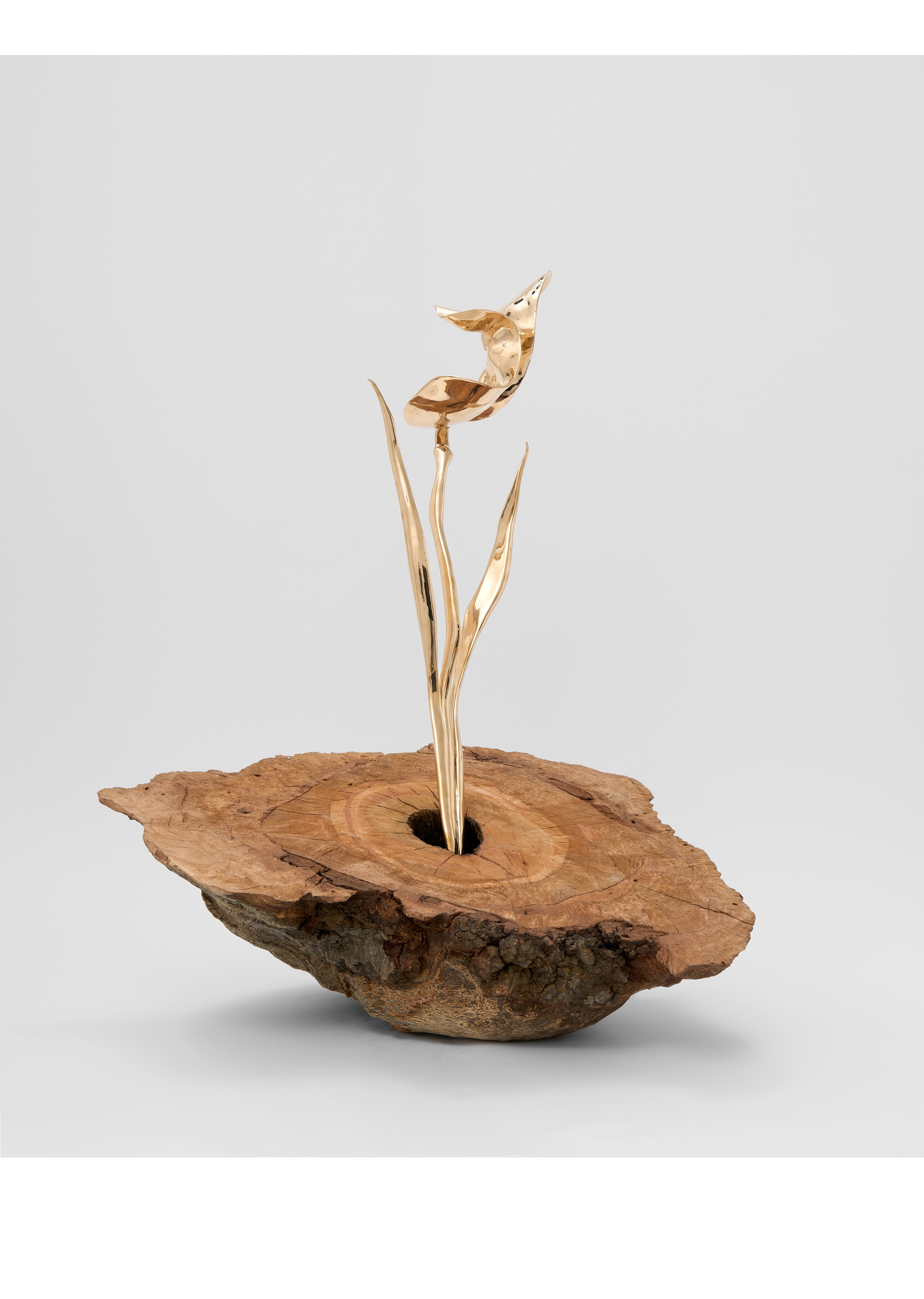 THE MEADOW: ISABELLE ALBUQUERQUE | Beyond Noise