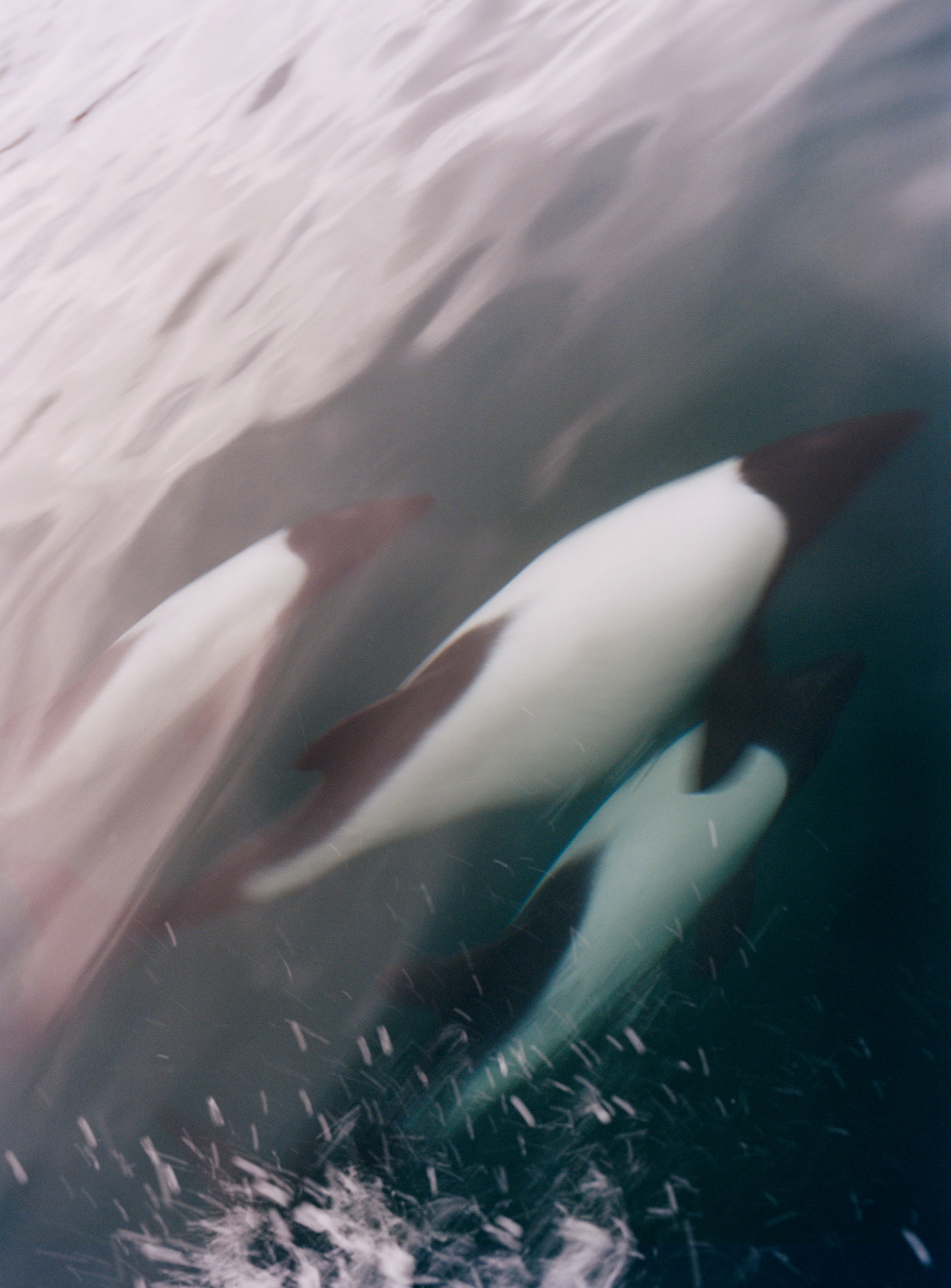 REWILDING PATAGONIA: LAURENCE ELLIS | Beyond Noise