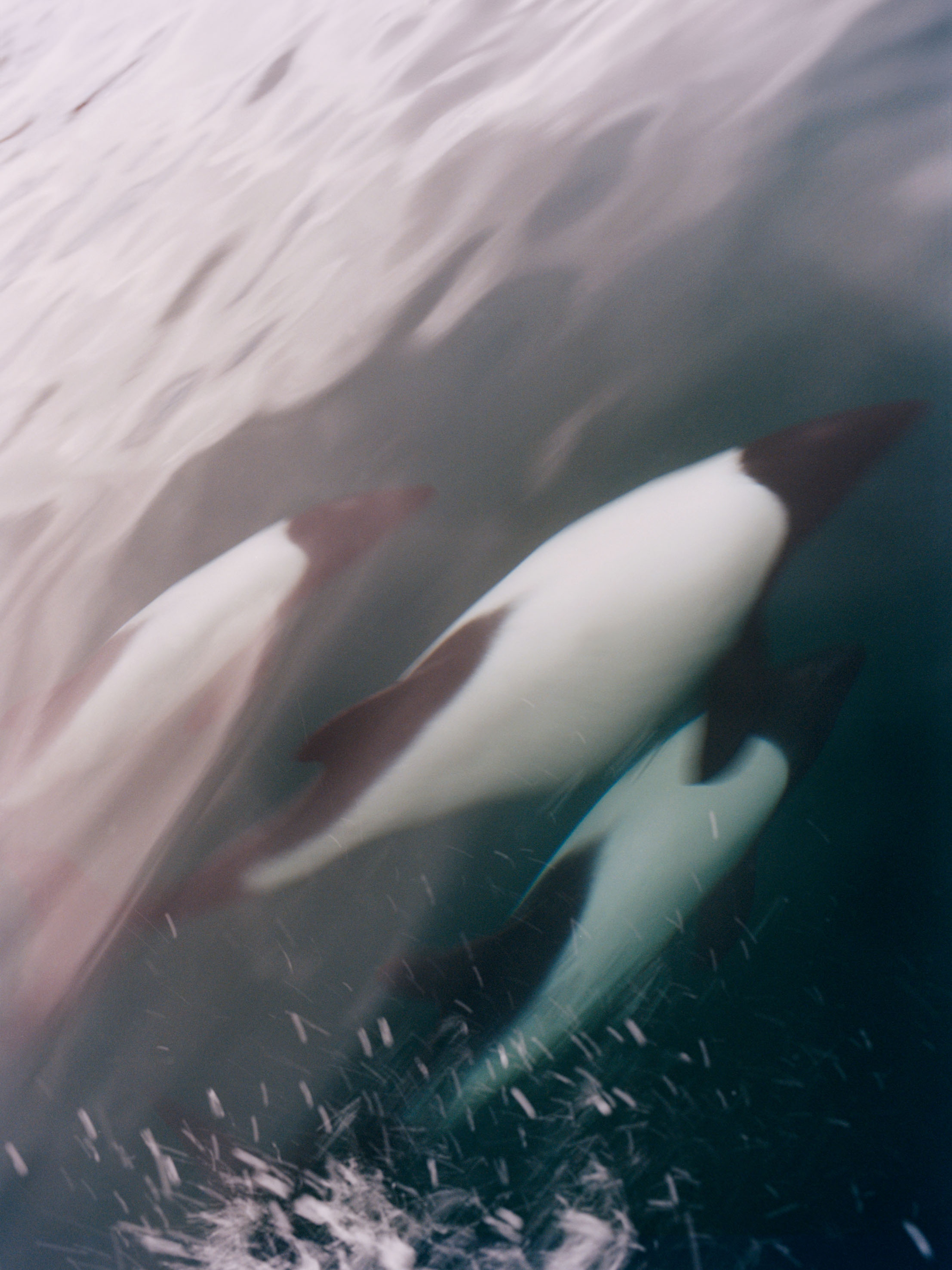 REWILDING PATAGONIA: LAURENCE ELLIS | Beyond Noise