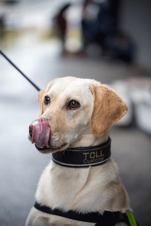 Narkotikahunden Tilly