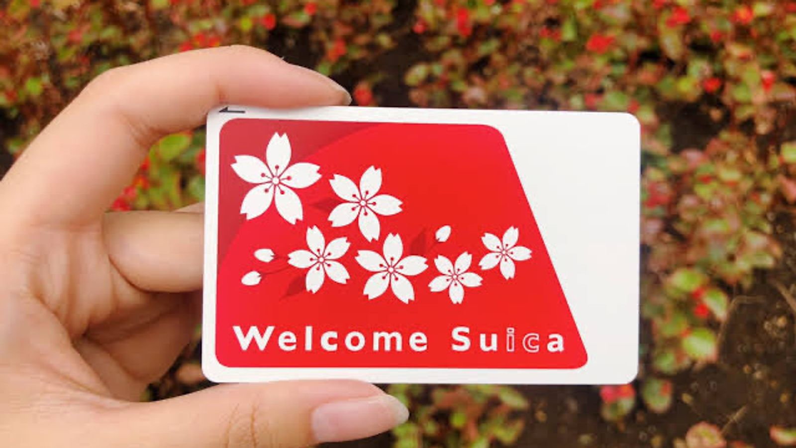 A Guide to Using the Suica Card: Tokyo's no. 1 IC Card