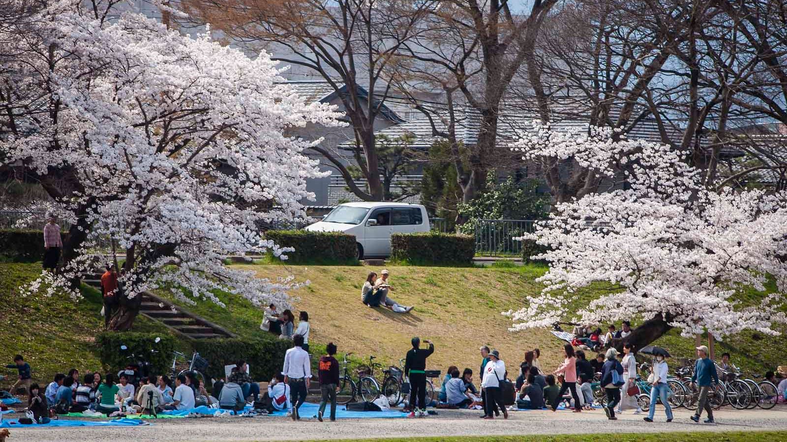 When is Cherry Blossom Season in Japan? Bloom Dates and Tips