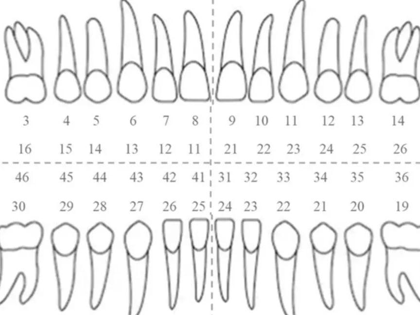 Diagram illustrating teeth numbering systems used in dental practices