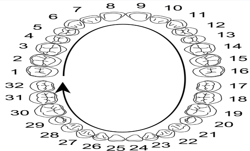 Diagram illustrating teeth numbering systems used in dental practices