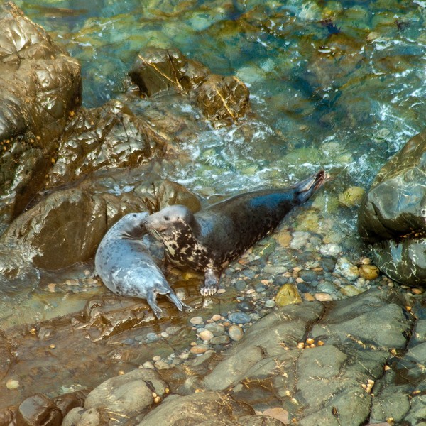 Skomer Seals