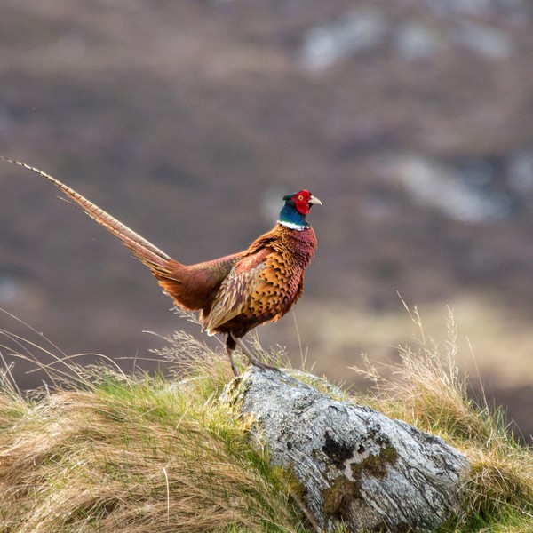 Scottish Pheasant
