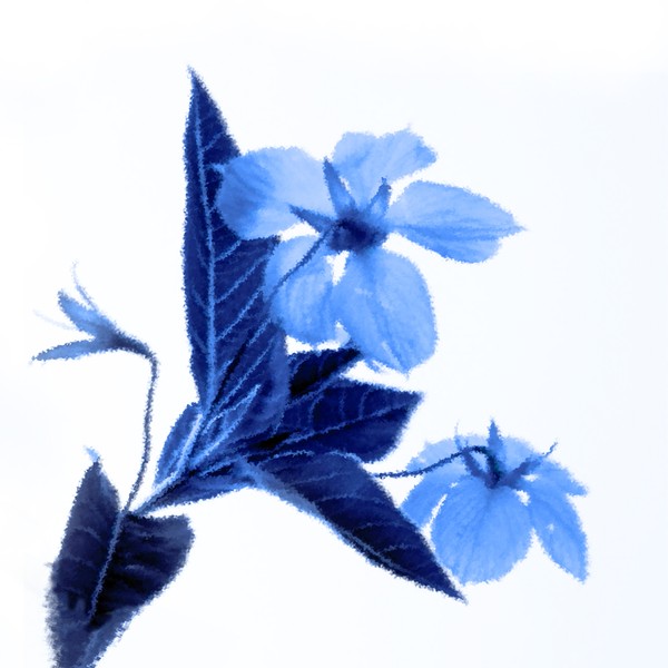 Botanic Blue