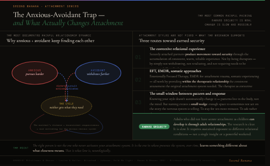 Two-part infographic. Left side shows a cycle diagram of the anxious-avoidant relationship dynamic: the anxious partner pursues harder, which activates the avoidant partner's withdrawal; the avoidant partner withdraws further, which activates the anxious partner's pursuit; neither gets what they need. A note explains that the avoidant's emotional unavailability produces exactly the inconsistent responsiveness most activating for the anxious nervous system, which is why this pairing is both painful and common. Right side covers three routes toward earned security: secure partnerships over time providing corrective relational experience through consistent warmth and non-withdrawal; attachment-informed therapy including EFT, EMDR, and somatic approaches working within the therapeutic relationship; and naming creating metacognitive space — a small window between the nervous system pattern and the behavioural response. An earned security strip notes that adults who lacked secure attachment as children can develop it through adult relationships, supported by clear research evidence.