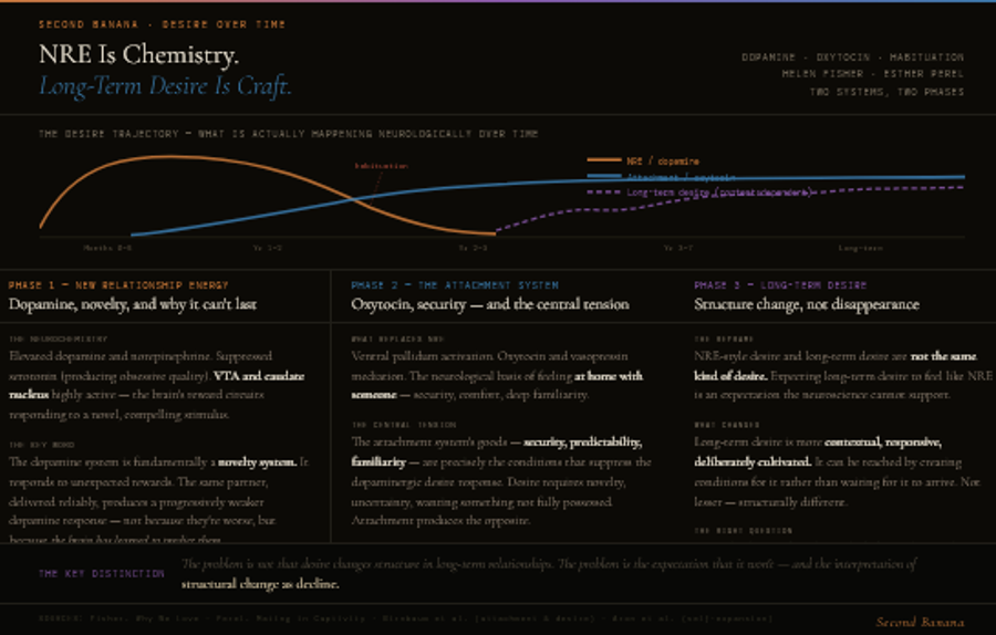 Infographic with a trajectory diagram at top showing three curves over time: NRE driven by dopamine peaks early and fades over 18 months to 3 years as habituation sets in; the attachment system driven by oxytocin rises as NRE falls and plateaus; long-term desire shown as a lower, variable dashed line that is context-dependent rather than automatic. Below, three columns explain NRE as a novelty-activated dopamine response the nervous system cannot sustain; the attachment system's central tension that security and predictability suppress the desire response; and long-term desire as structurally different rather than absent, requiring the question