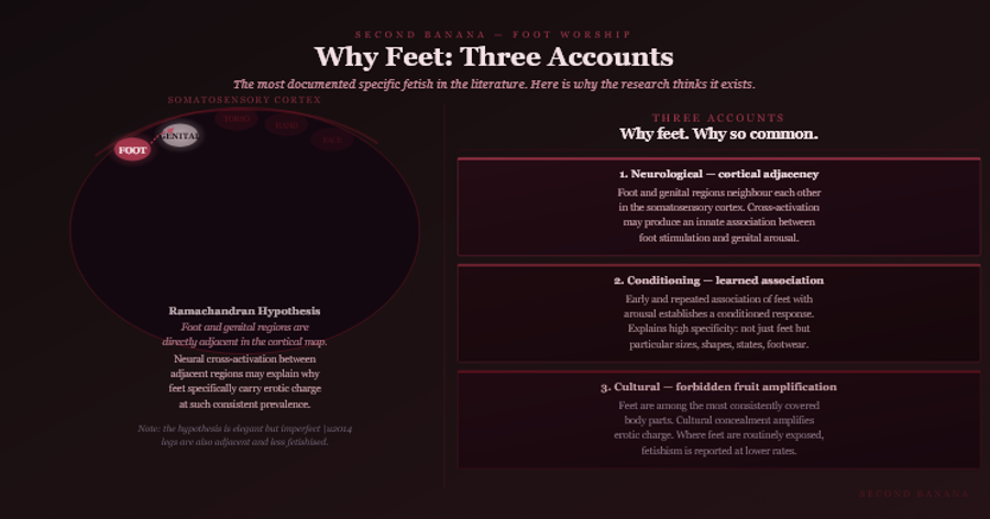 Dark burgundy editorial infographic titled 