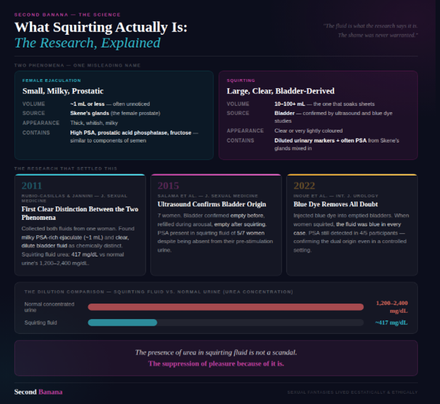 Dark navy background. Two-column comparison: Female Ejaculation (teal, ~1mL, milky, from Skene's glands, high PSA) vs. Squirting (magenta, 10–100mL, clear, bladder-derived, diluted urinary markers plus PSA). Three study cards: 2011 Rubio-Casillas first distinction, 2015 Salama ultrasound confirmation, 2022 Inoue blue dye study. Bar chart comparison showing squirting fluid urea at ~417 mg/dL vs normal urine at 1,200–2,400 mg/dL — visually demonstrating the 3–6x dilution. Closes with the pull quote: 