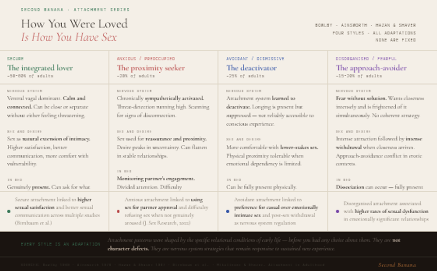  Infographic comparing four attachment styles in sexual contexts. Secure attachment (50–60% of adults): ventral vagal dominant, sex as natural extension of intimacy, genuinely present in bed, stays after. Anxious/preoccupied (20%): sympathetically activated, sex used for reassurance and proximity-seeking, monitors partner's engagement during sex, needs explicit post-sex reassurance. Avoidant/dismissive (25%): attachment system learned to deactivate, more comfortable with lower-stakes sex, feels emotional vulnerability as the cost, withdraws after sex at the moment of partner's greatest neurological vulnerability. Disorganised/fearful (15–20%): fear without solution, intense attraction followed by intense withdrawal, may dissociate during sex, highly variable aftermath. Bottom strip cites research findings: secure linked to higher satisfaction, anxious linked to sex for partner approval, avoidant to preference for casual sex, disorganised to higher rates of sexual dysfunction in significant relationships.
