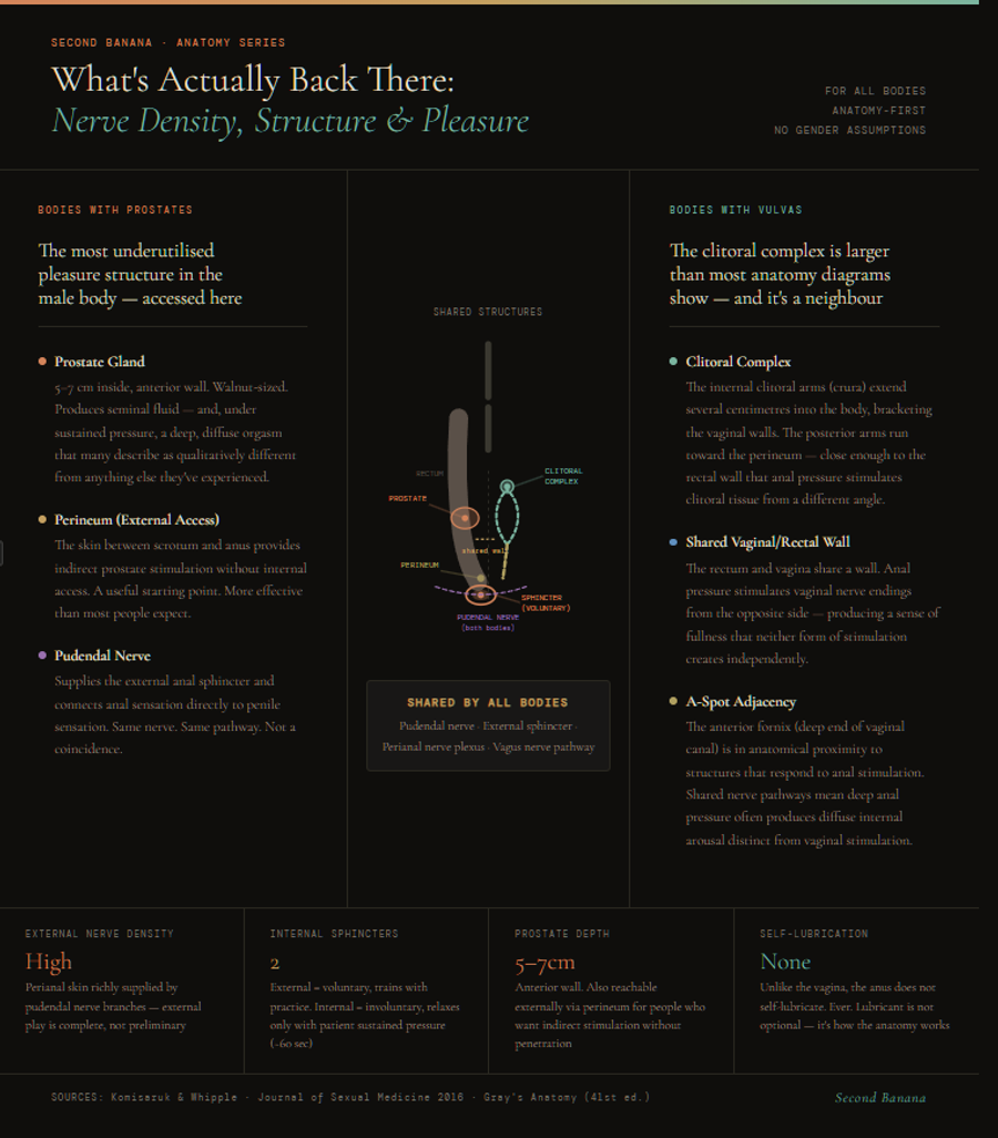 Comparison infographic showing conventional sex versus tantric practice across five dimensions: nervous system activation, arousal arc, attention quality, typical duration, and orgasm type. Conventional model uses sympathetic (fight-or-flight) nervous system with goal-directed, genitally-centred discharge. Tantric model uses parasympathetic (rest-and-connect) nervous system with sustained whole-body expansion via the vagus nerve.