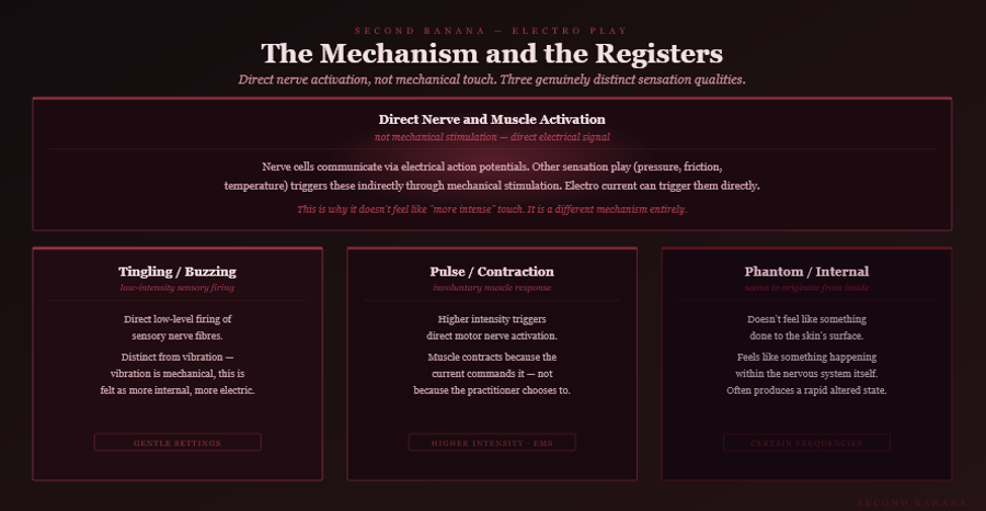 Dark burgundy editorial infographic titled 