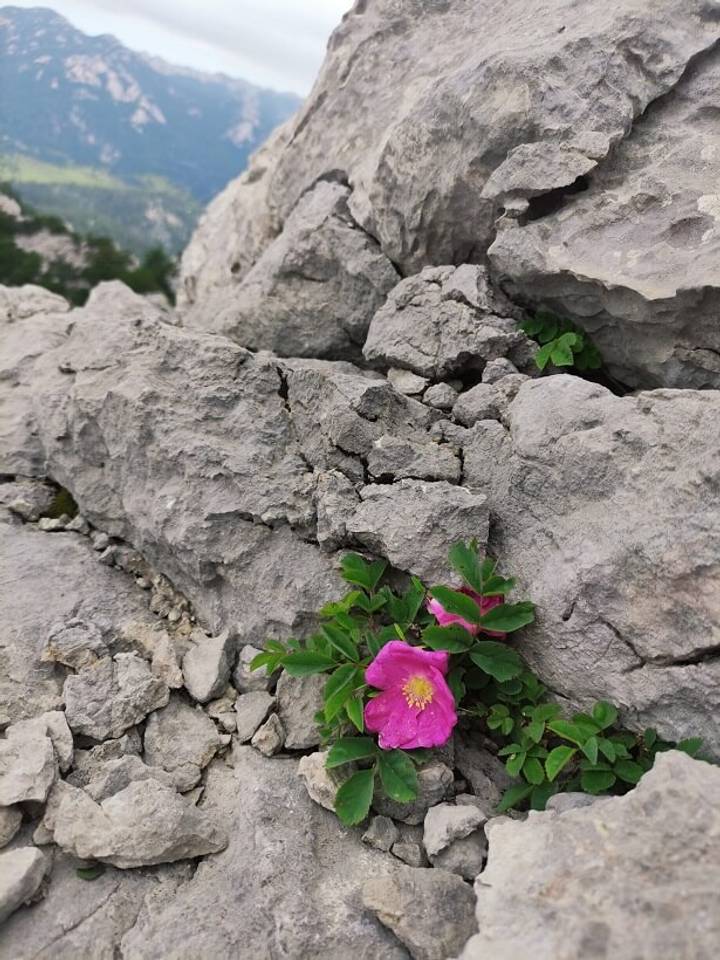 PD Bistra – osvojili velebitski vrh Veliki Kozjak - fotografija 5