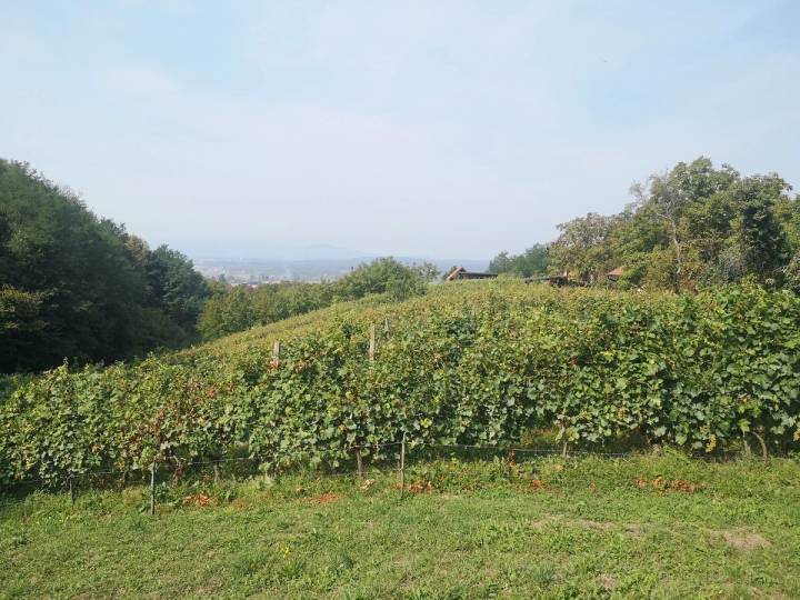 Berba v Bistri - fotografija 1