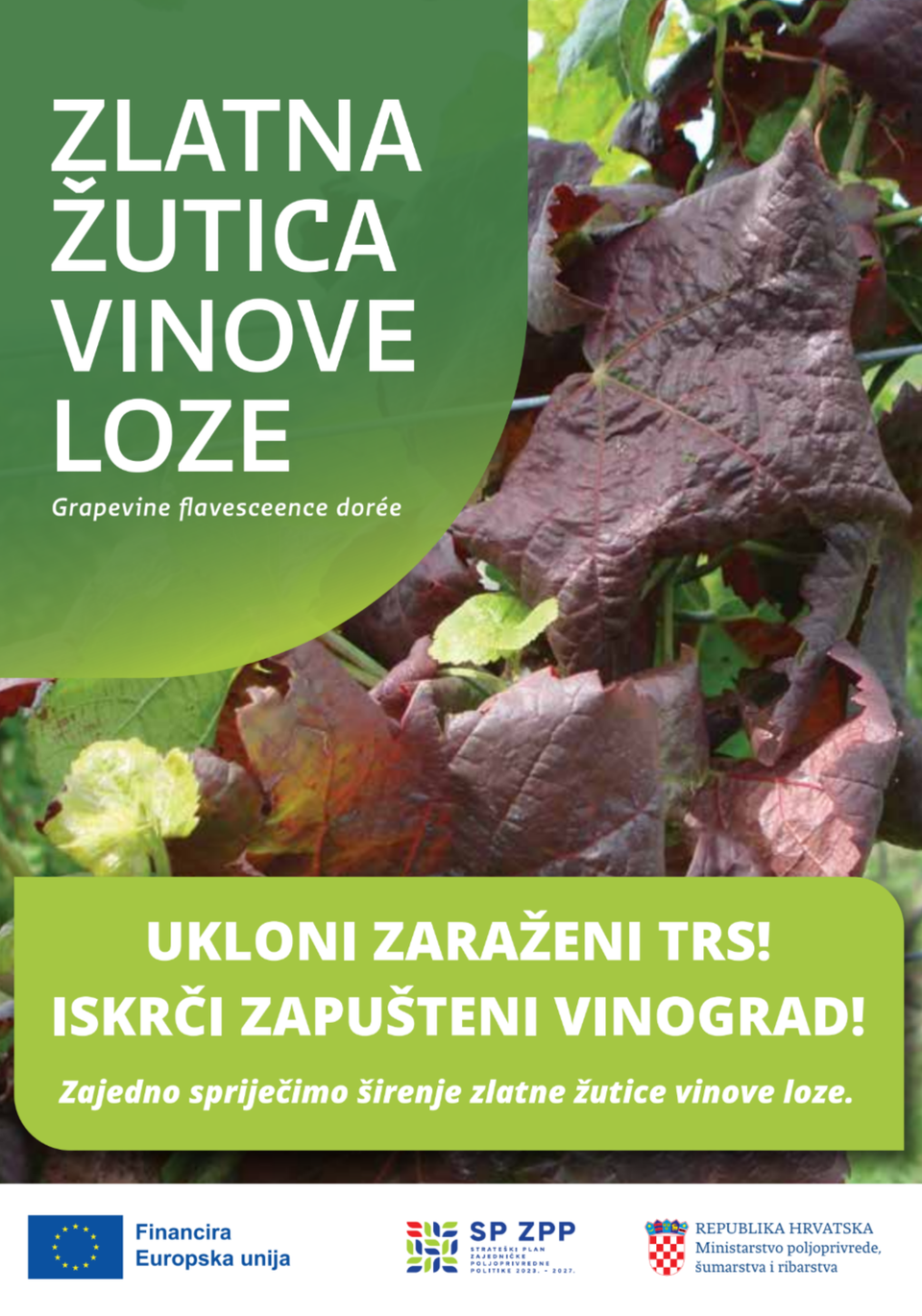 Zlatna žutica vinove loze – ukloni zaraženi trs i iskrči zapušteni vinograd. Informativni letak Ministarstva poljoprivrede, šumarstva i ribarstva.