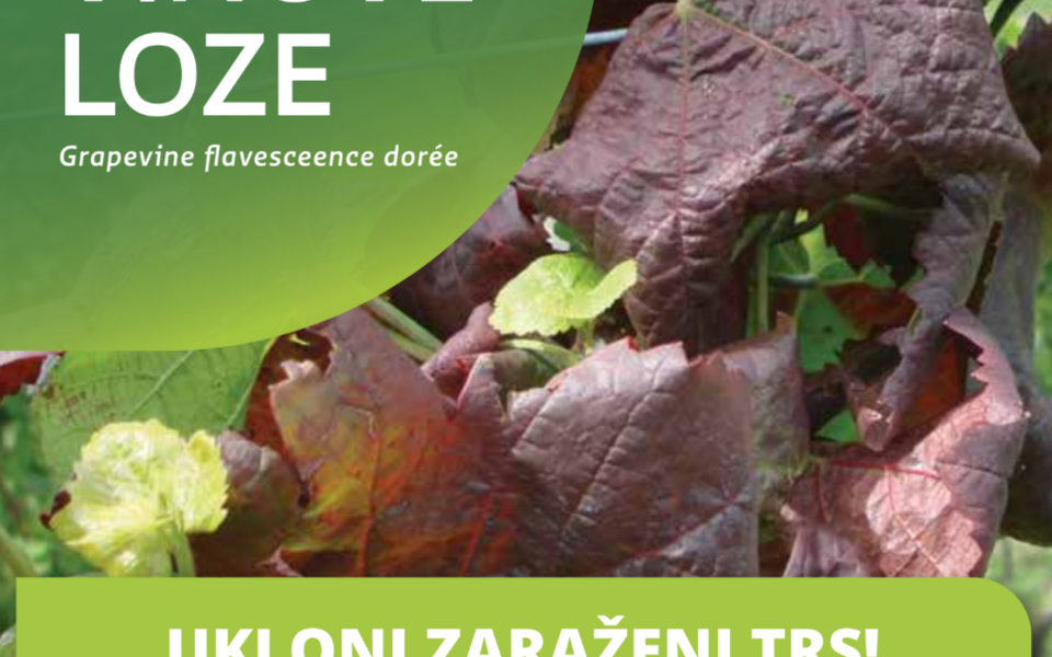 Zlatna žutica vinove loze – ukloni zaraženi trs i iskrči zapušteni vinograd. Informativni letak Ministarstva poljoprivrede, šumarstva i ribarstva.