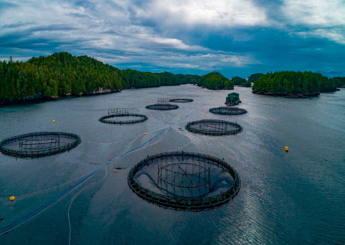 Aerial view of a salmon farm on the B.C. coast surrounded by forested mountains and calm ocean water