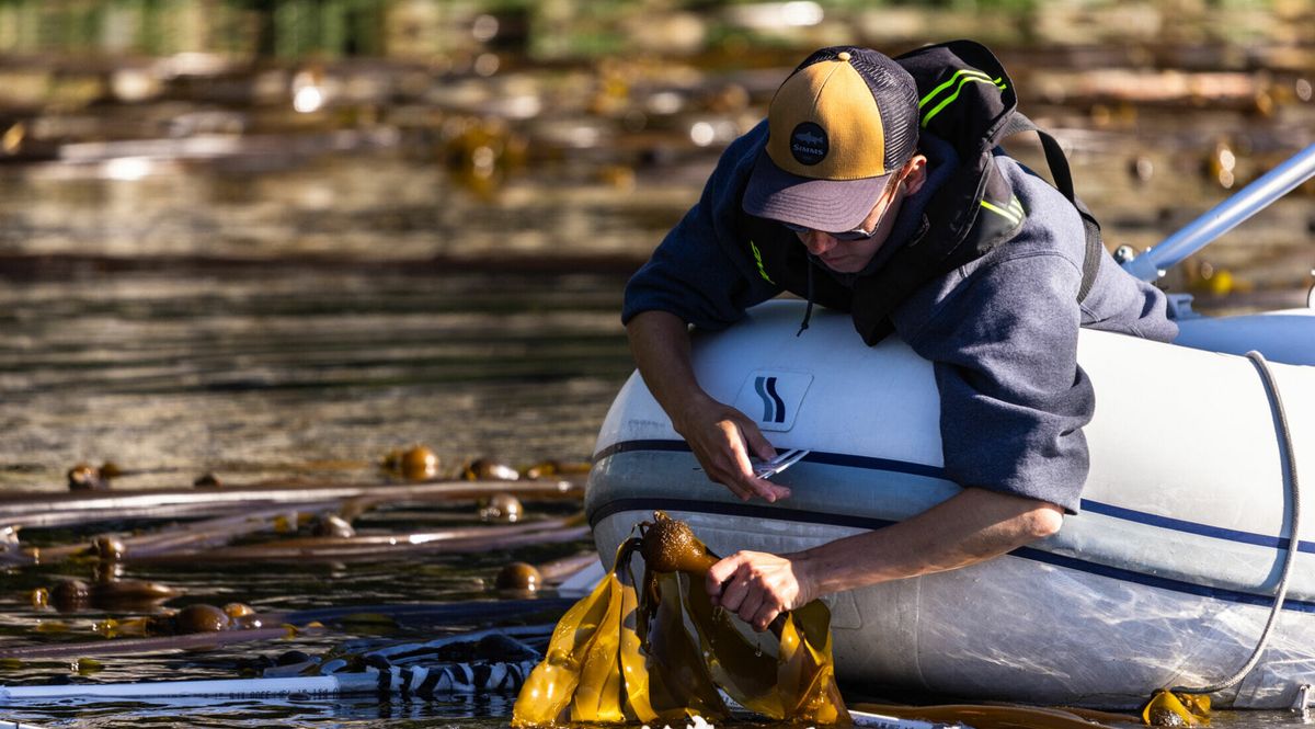 A Wei Wai Kum Guardian monitors kelp beds from an inflatable boat on the B.C. coast.