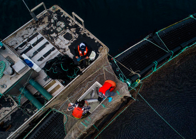 Licensed veterinarian conducting a fish health inspection on a B.C. salmon farm