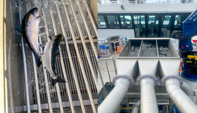 Grader bar system on a mechanical treatment vessel, used to separate farmed salmon from smaller wild fish during handling on a B.C. salmon farm.