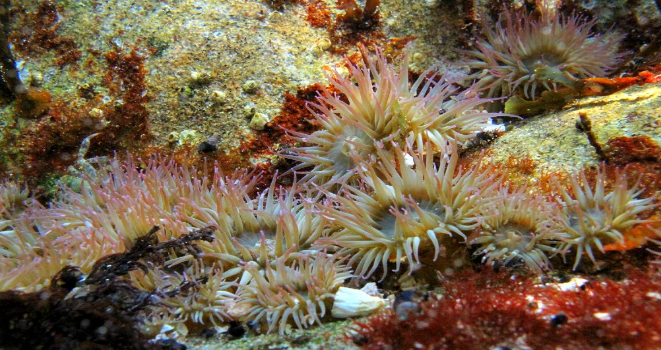 Sea stars and other marine life covering the rocky seafloor along the coast of British Columbia