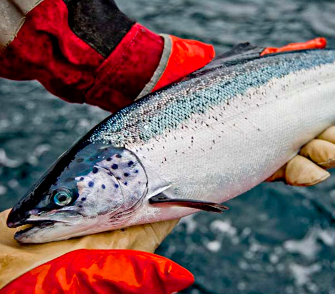 B.C. farm-raised salmon being processed and inspected at a licensed Canadian facility