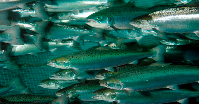 Underwater camera monitoring fish health in a B.C. salmon farm pen