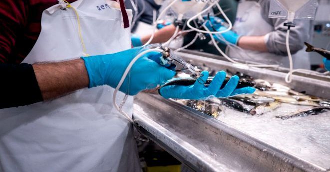 The B.C. Centre for Aquatic Health Sciences supports both farmed and wild salmon health research