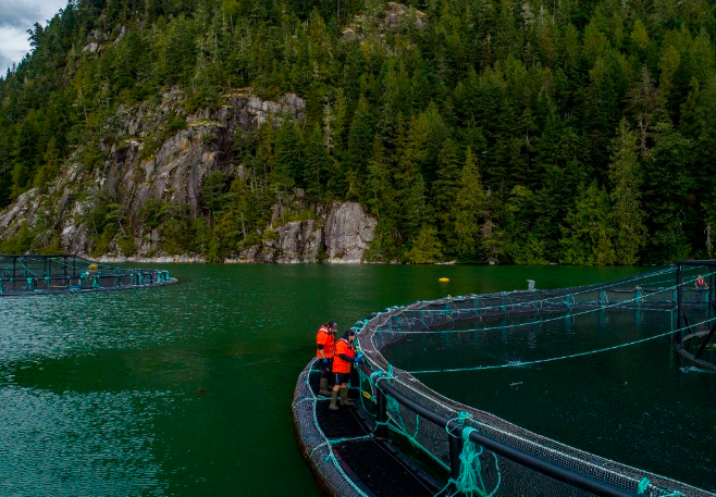 A working coastal B.C. waterfront with marine service vessels and a small-town harbour serving the salmon farming sector.