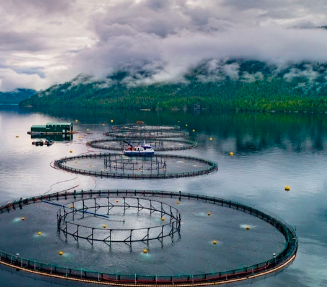 A B.C. salmon farm site in coastal waters with monitoring equipment visible on the working platform