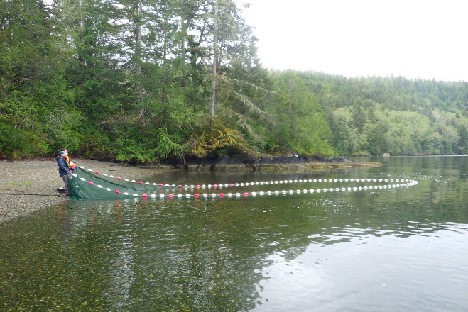 Underwater view of a salmon farm net-pen showing intact containment netting