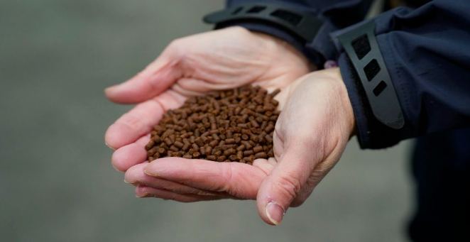 Close-up of hands holding extruded salmon feed pellets used on B.C. farms