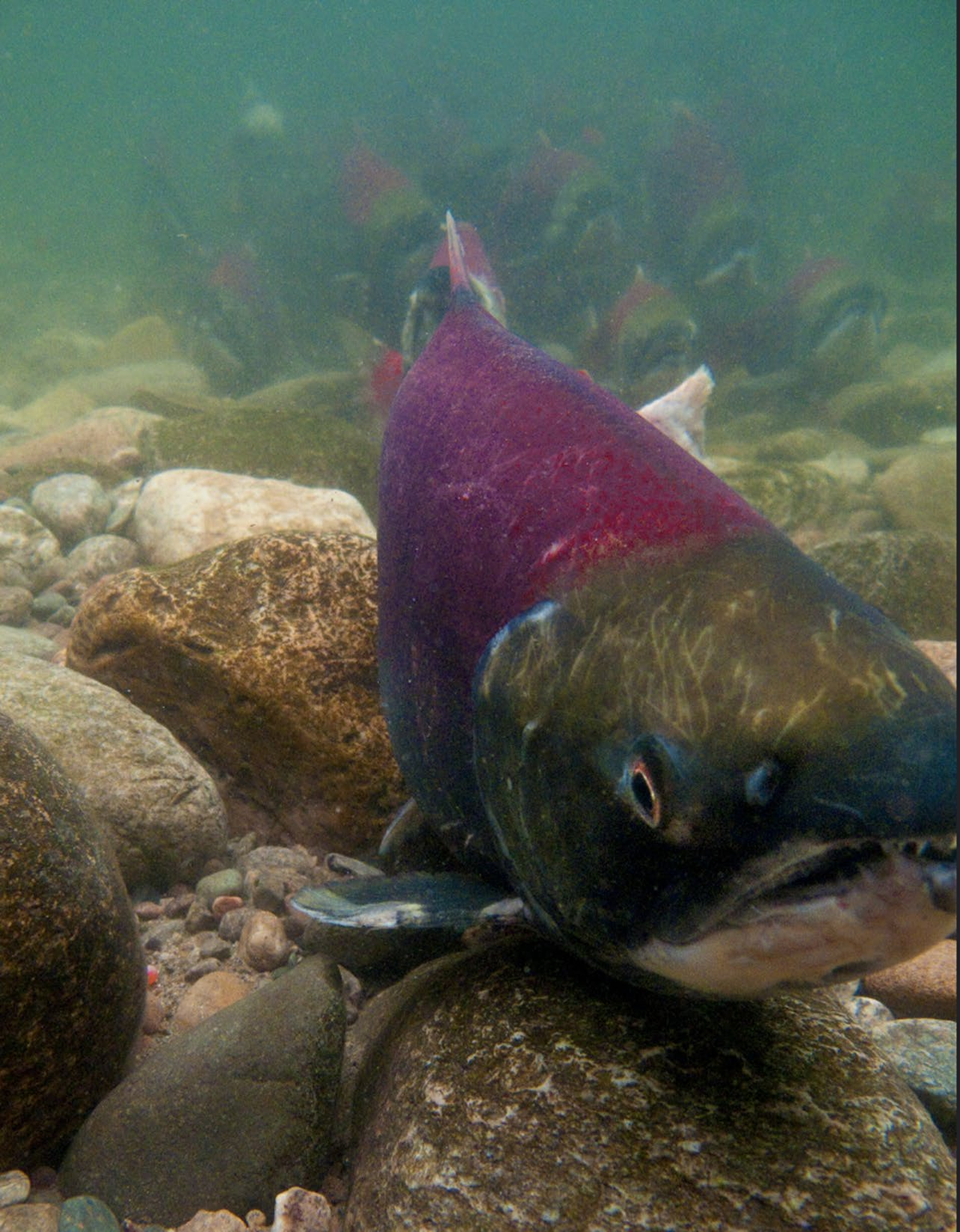Wild Pacific salmon in a BC river - the species that ICAHS research is designed to protect