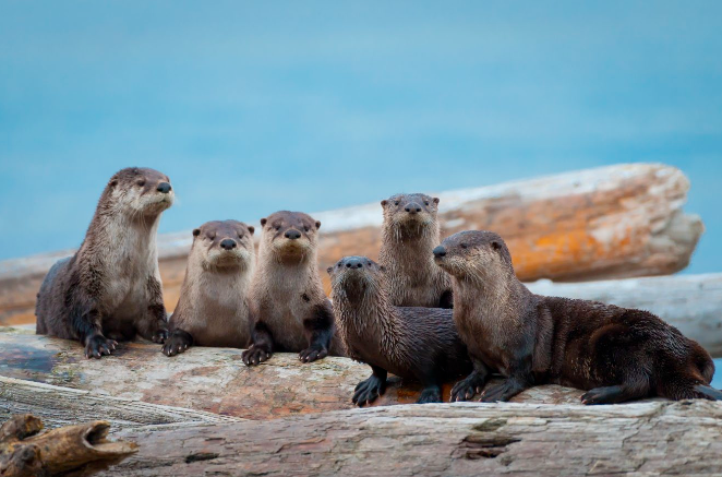 Marine wildlife near the British Columbia coastline