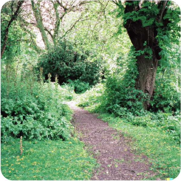 Close up of a woodland path in a London park