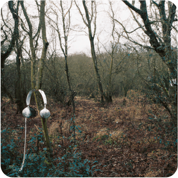An unkempt woodland with headphones hanging from trees, 35mm