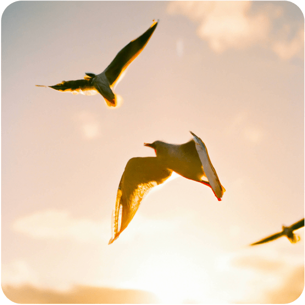 Seagulls flying over a rubbish dump in Australia, 35mm