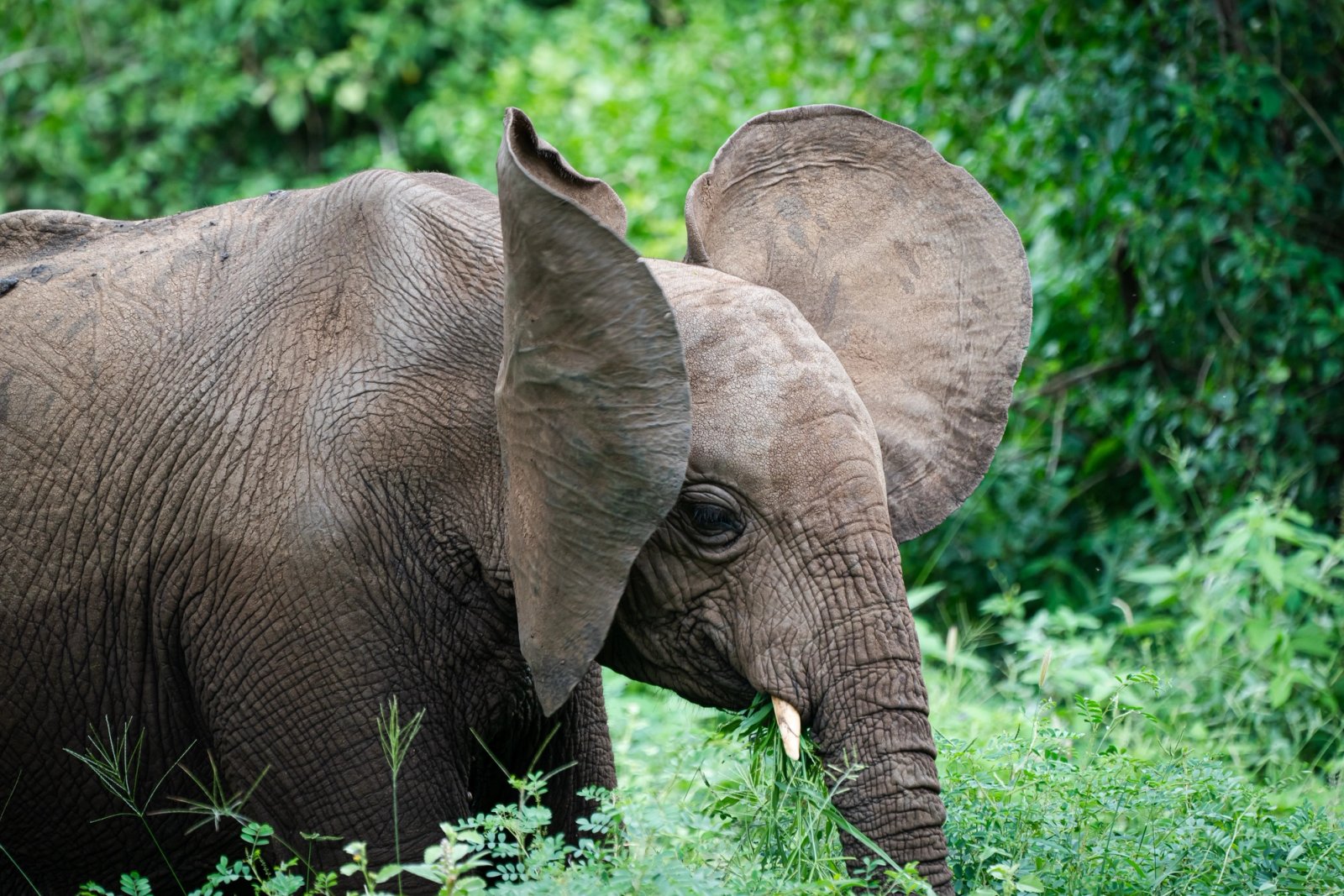 Wildlife
