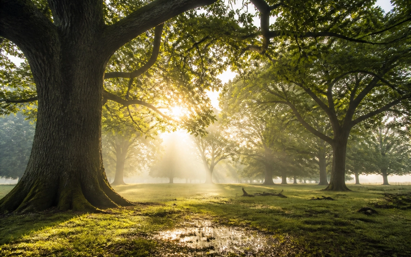 Why Spending Time Around Trees Actually Improves Your Health