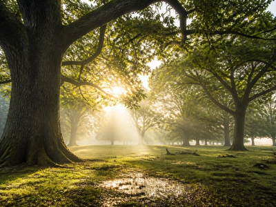 Why Spending Time Around Trees Actually Improves Your Health