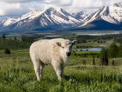 A Rare White Bison Was Just Born—and Many See It as Historic